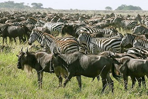 is kenya safe for safari travel